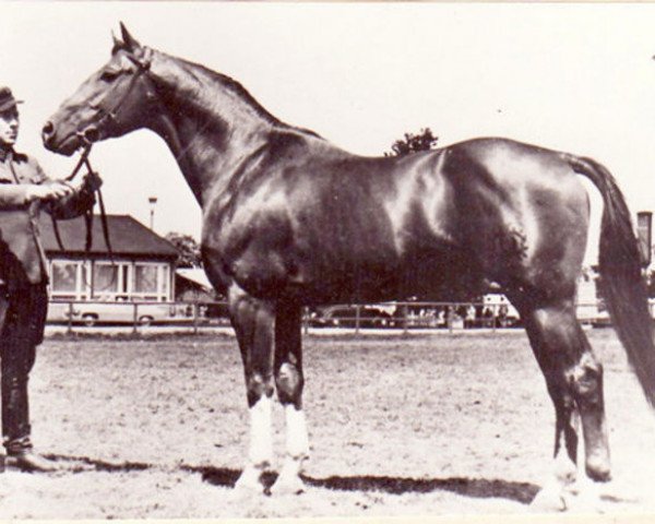 stallion Albatsohn 3108 (Trakehner, 1955, from Albatros 3919) stallion Albatsohn 3108 (Trakehner, 1955, from Albatros 3919)