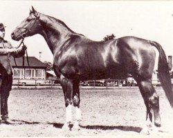 stallion Albatsohn 3108 (Trakehner, 1955, from Albatros 3919)