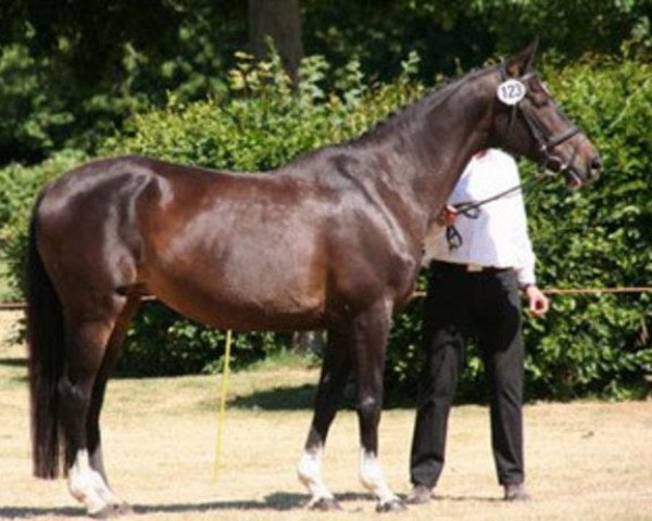 broodmare Isabell XV (Trakehner, 1993, from Tuareg)