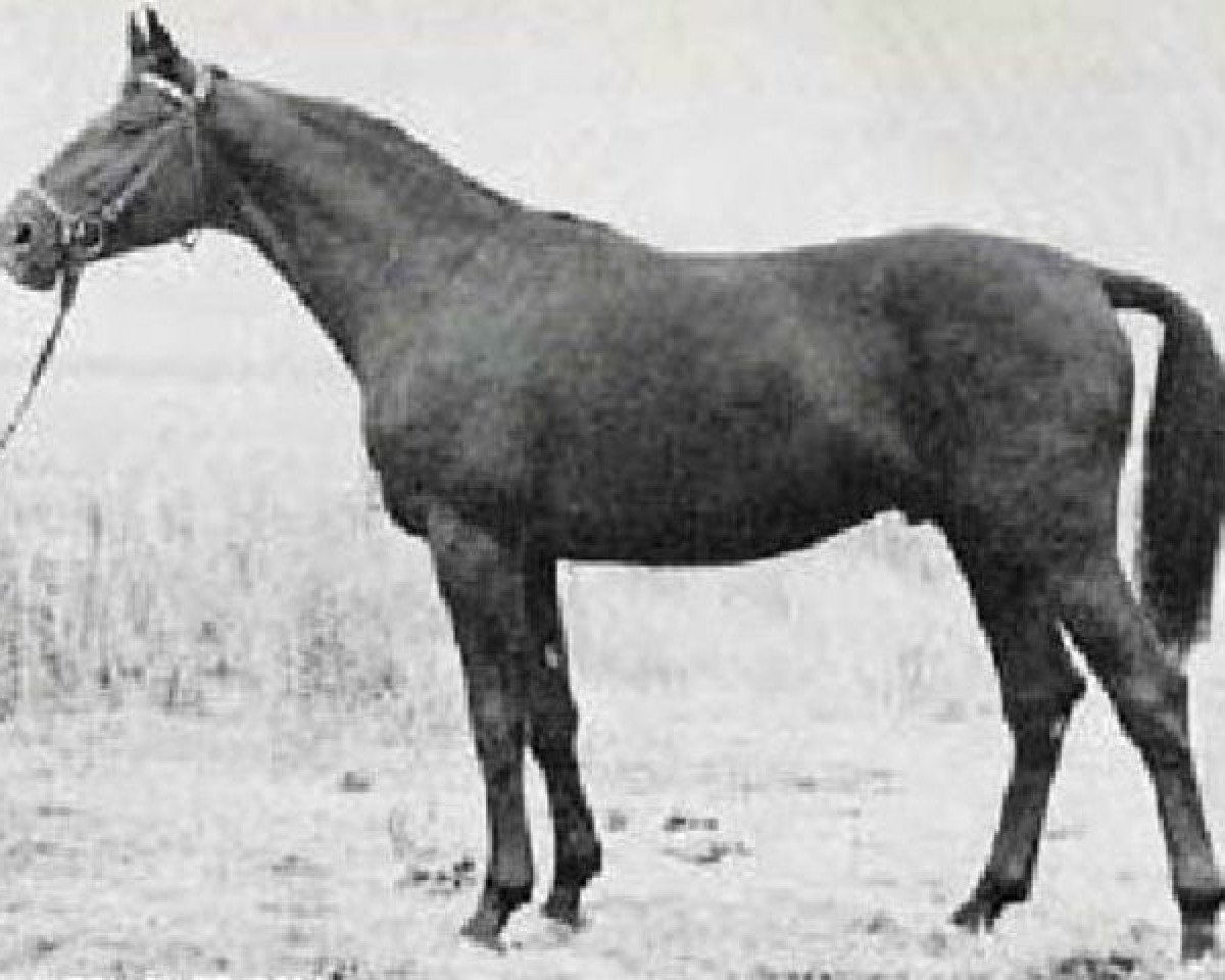 stallion Cesar (Trakehner, 1966, from Ozean)