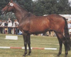 stallion Kant 760 SWE (Trakehner, 1974, from Pasteur xx)