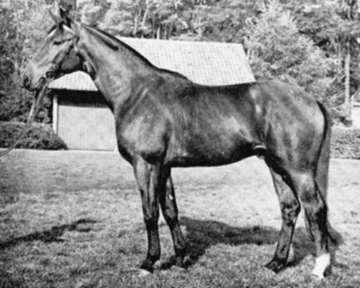 Deckhengst Kurfürst (Trakehner, 1966, von Pregel)