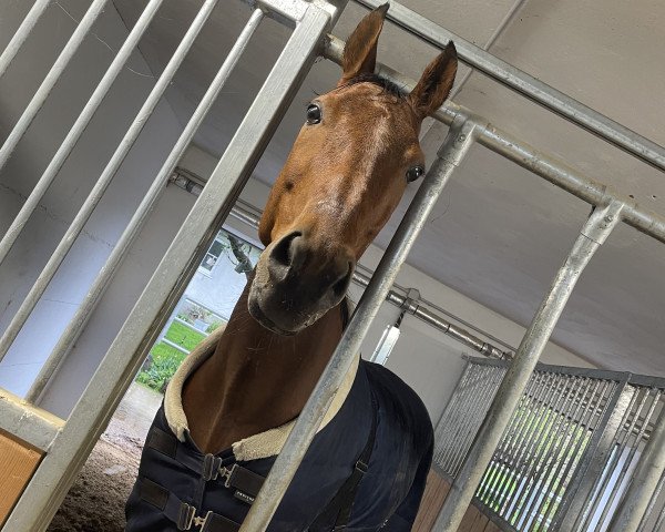 Dressurpferd Karajan S (Schweizer Warmblut, 2012, von Weltmeyer)