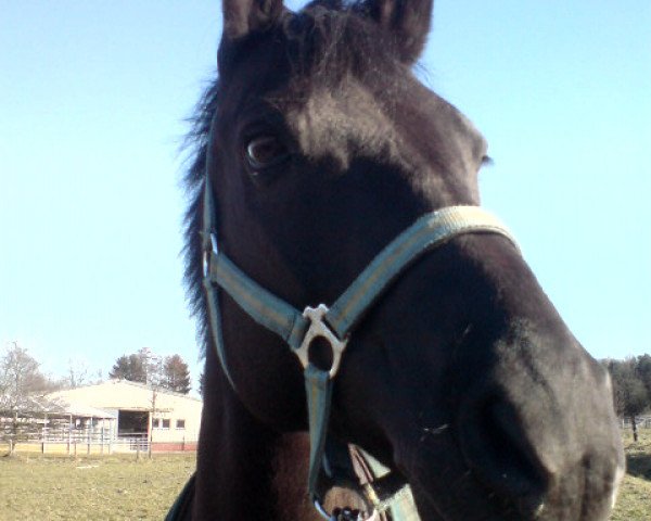 Springpferd Dario 107 (Deutsches Reitpony, 2000, von Diplomat)