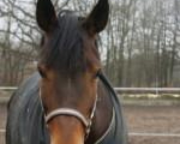 broodmare Niamey (Saxony-Anhaltiner, 2001, from Niron)