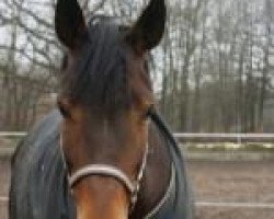 broodmare Niamey (Saxony-Anhaltiner, 2001, from Niron)