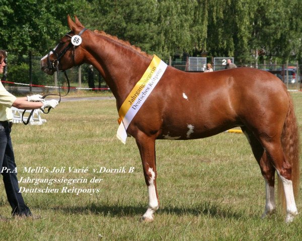 Zuchtstute Melli's Joli Varie (Deutsches Reitpony, 2006, von Dornik B)