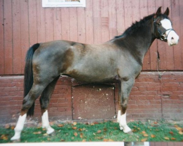 broodmare Jatida in Paradise (German Riding Pony, 1992, from Brillant)