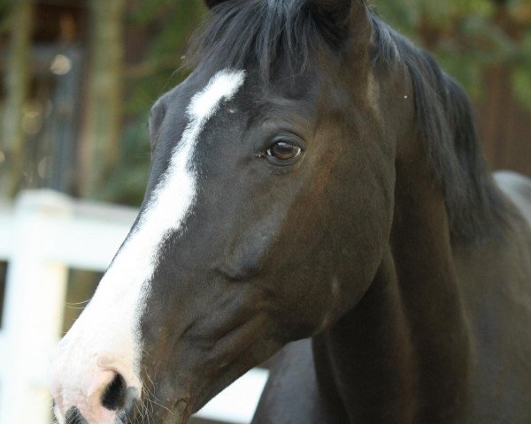 jumper Regent (Rhinelander, 2001, from Royal Angelo I)
