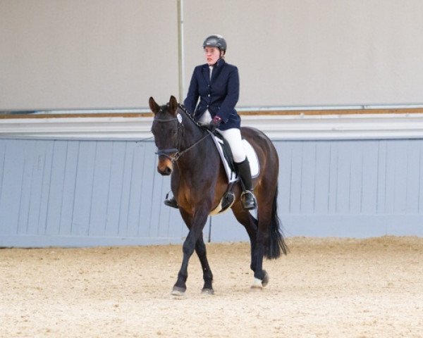 Pferd Fürstin Feodora (Hannoveraner, 2006, von Fürst Heinrich)