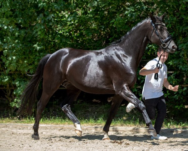 Zuchtstute Donauwolke v. Klosterhof (Trakehner, 2012, von Abendtanz)