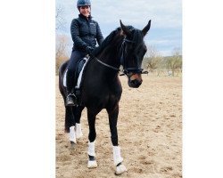 dressage horse Fürstin Gracia (German Sport Horse, 2018, from Fürstenball)