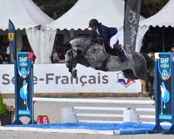 stallion Hermess D'Ore (Selle Français, 2017, from Andiamo Semilly)