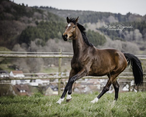 Zuchtstute Minou I (Holsteiner, 2019, von Quabri de l'Isle)