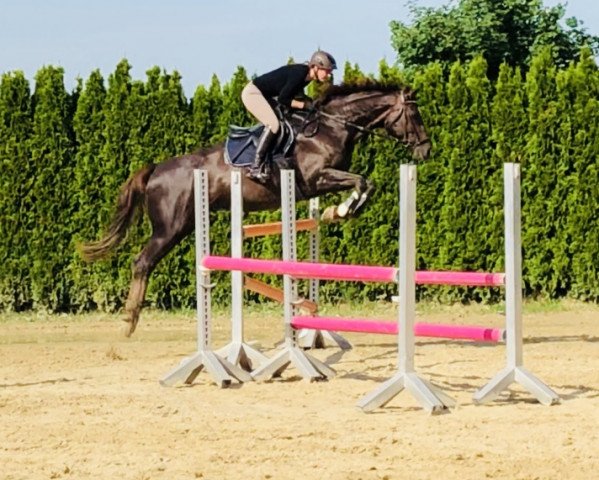 broodmare Deauville 32 (Westphalian, 2003, from Dresemann)