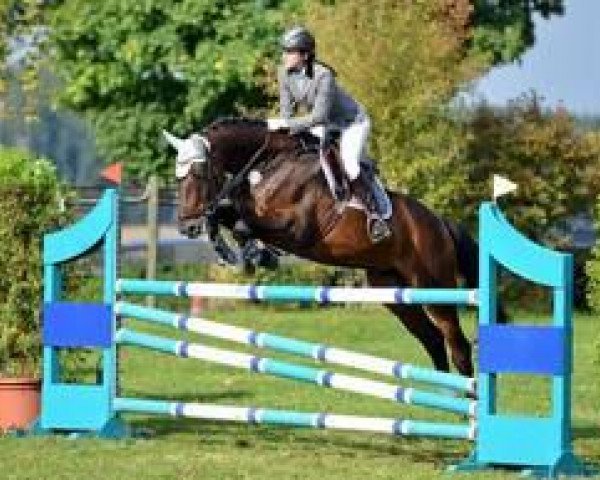 Springpferd Lennox Lous Z (Zangersheide Reitpferd, 2004, von Lomitas B)