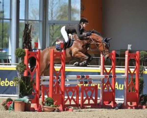 horse Perlchen 4 (Bavarian, 2007, from Quadrigus M)