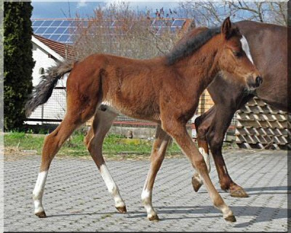 horse WhyNot Justified (German Riding Pony, 2013, from WhyNot Just a Boy)