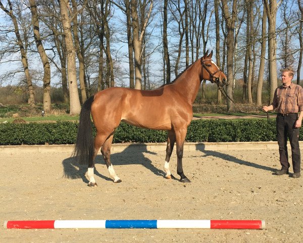 broodmare Feine Zera (Holsteiner, 2013, from Catoki)