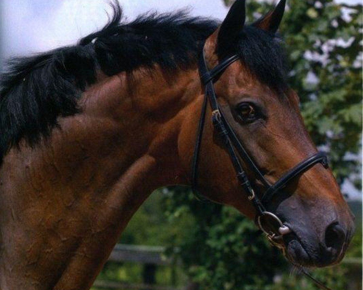 stallion Dollar de la Pierre (Selle Français, 1991, from Quidam de Revel)