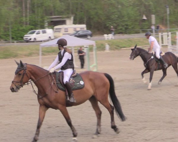 Reitturnier Lgl.-Oberhain, B95 2022