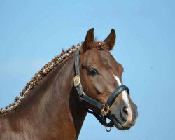horse Steverheides Dior (German Riding Pony, 2007, from Dein Freund)