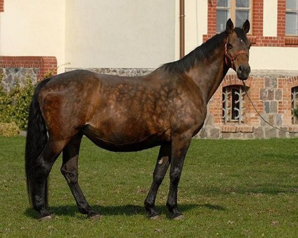 broodmare Firstcaletta (Holsteiner, 1991, from Caletto I) broodmare Firstcaletta (Holsteiner, 1991, from Caletto I)