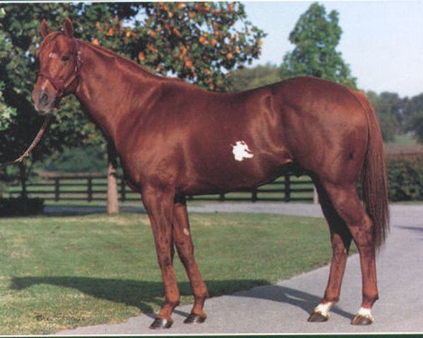 Deckhengst Naevus xx (Englisches Vollblut, 1980, von Mr. Prospector xx)