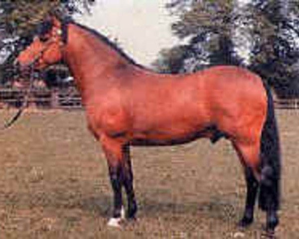 stallion Tomatin Golden Gorse (New Forest Pony, 1967, from Durley Sovereign of Burton)