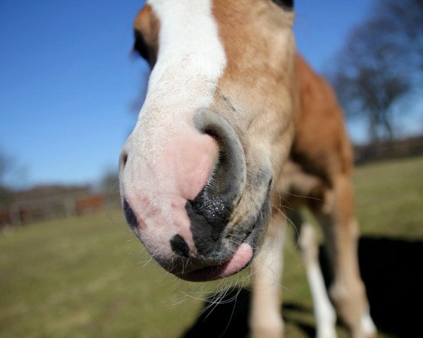 Pferd Krümmel (Deutsches Reitpony, 2013, von Dankeschön)