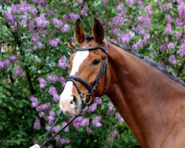 dressage horse Lysander 111 (Westphalian, 2006, from Lord Sinclair II)