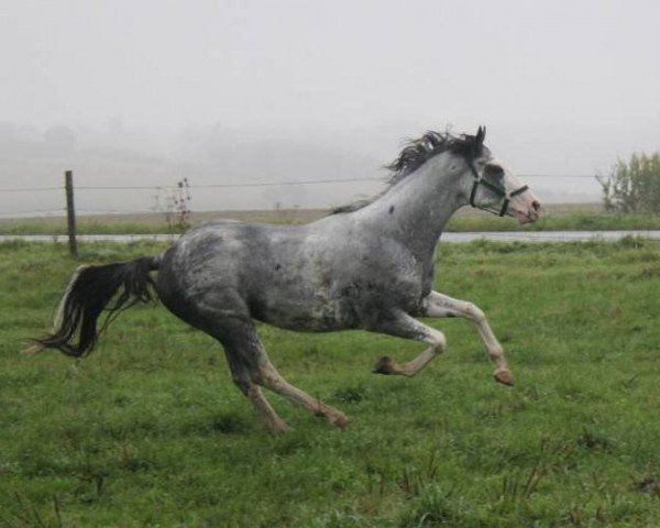 stallion Aladin Dancer xx (Thoroughbred, 2001, from Airdrie Apache xx)