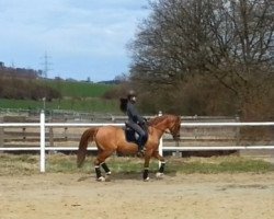 stallion Dear Bönni (German Riding Pony, 1999, from Diddi Keeps Cool)