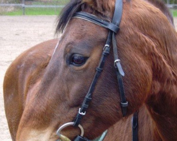 horse Ronja Räubertochter (Westphalian, 1992, from Rosenduft)