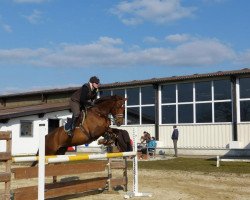 jumper Baraschnikov (Polish Warmblood, 2002, from Court)