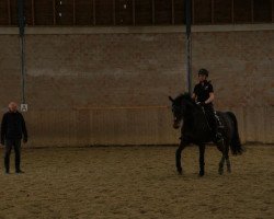 dressage horse Rabauke 52 (Westphalian, 2004, from Rubinus)