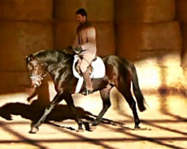 Pferd Quintano (Hannoveraner, 2009, von Quintender 2)
