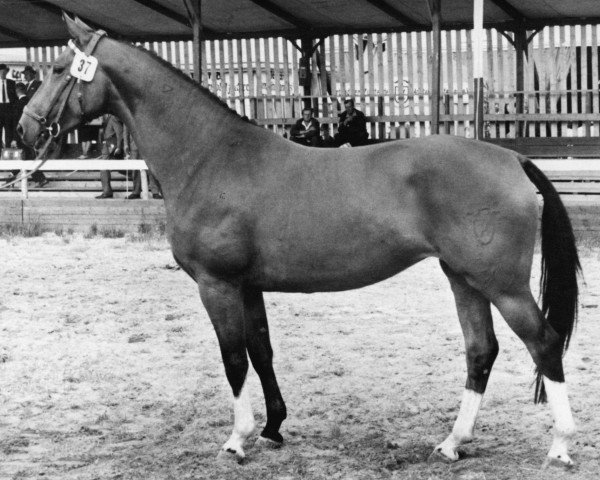 Zuchtstute Tuba (Holsteiner, 1959, von Anblick xx)