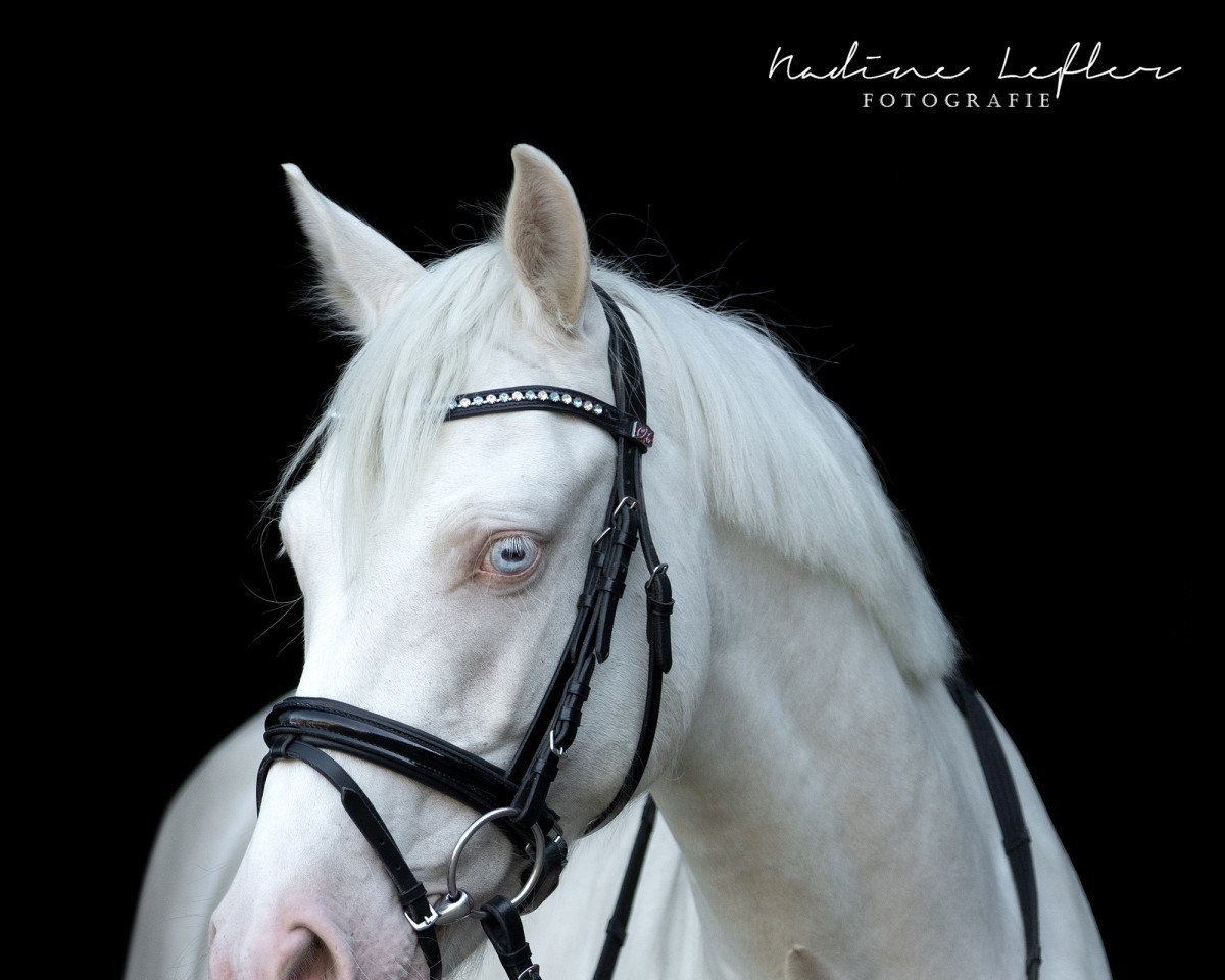 horse Golddukat (German Riding Pony, 2016, from Golden West NRW)