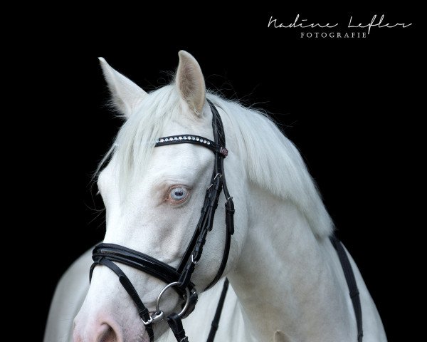 horse Golddukat (German Riding Pony, 2016, from Golden West NRW)