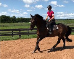 jumper Caruso 415 (Hanoverian, 2003, from Chasseur I)