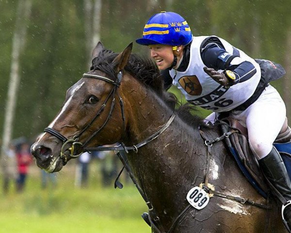jumper Piccadilly Z (Holsteiner, 2000, from Narew xx)