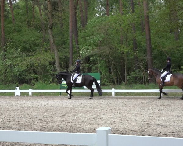 Reitturnier Meppen 2022