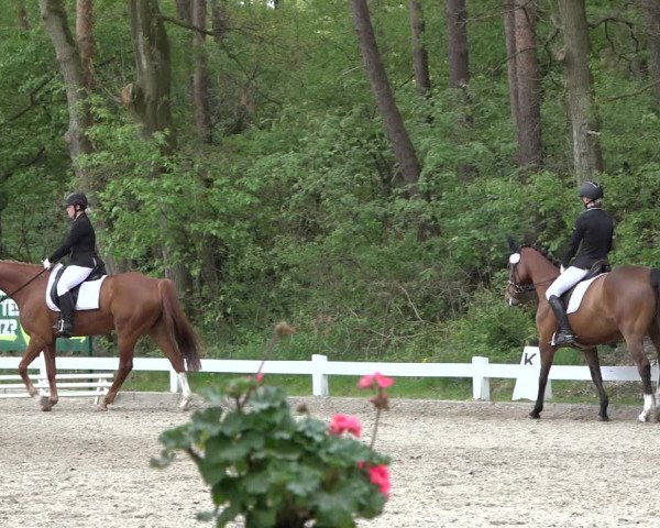 Reitturnier Meppen 2022