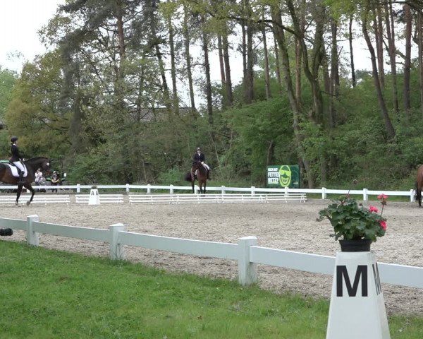Reitturnier Meppen 2022