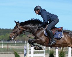 jumper Psb Cazaados (German Sport Horse, 2017, from Cazaan)