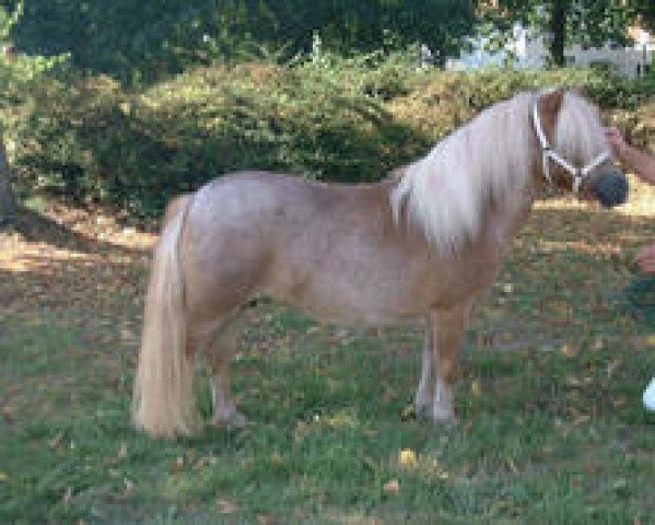 broodmare Inneke v. Stappenhoff (Shetland pony (under 87 cm),  , from Dreadnought-Dynamic van de Beemster)