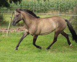 Zuchtstute Kessy (Deutsches Reitpony, 1970, von Kheman ox)
