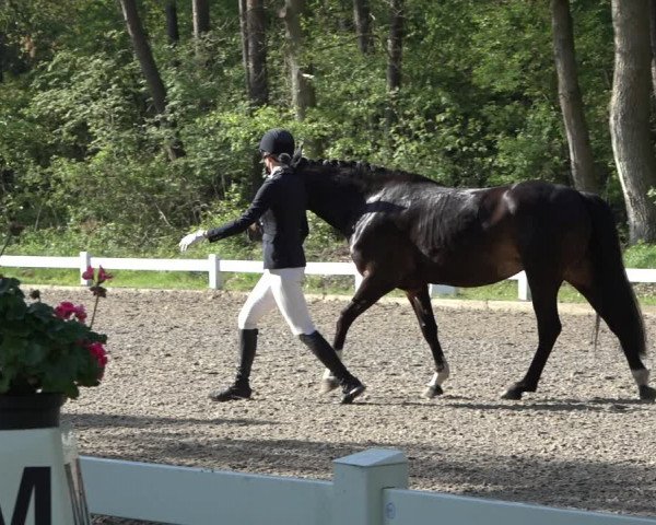 Reitturnier Meppen 2022