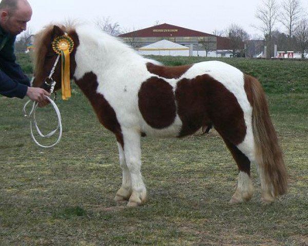 stallion Why Not (Shetland Pony, 2009, from Wonder g surprise v. stal bleuming) stallion Why Not (Shetland Pony, 2009, from Wonder g surprise v. stal bleuming)